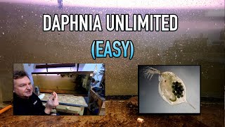 How I Raise Daphnia Water Fleas And You Can Too [upl. by Reich]