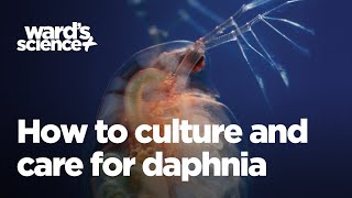 Caring and Culturing for Daphnia [upl. by Artemis971]