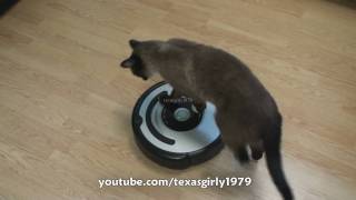 Cat shows HOW TO use iRobot Roomba Vacuum [upl. by Ayihsa]