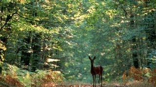 A la découverte de la Forêt  Documentaire francais sur la Nature [upl. by Prentiss554]