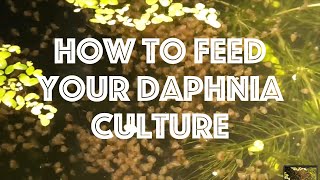 How To Feed Your Daphnia Culture [upl. by Nimzzaj]