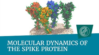 Molecular dynamics of the spike protein [upl. by Isnan]