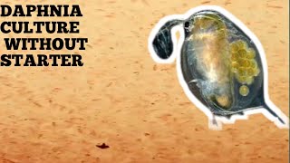 HOW TO CULTURE DAPHNIA NATURALLY WITHOUT A STARTER [upl. by Akemyt]