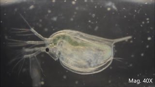 Daphnia magna under the Microscope [upl. by Ave]