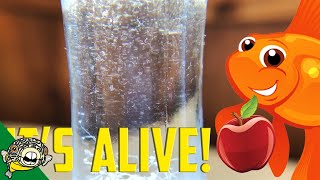 How to culture Vinegar Eels The EASY Way Live Fish Food [upl. by Honna948]