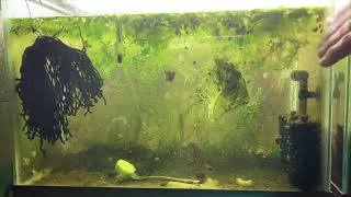 Scuds Daphnia Cherry Shrimp Copepods My aquatic food culture [upl. by Vergos]