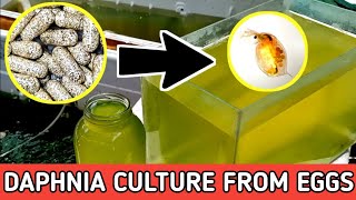 HOW TO HATCH DAPHNIA EGGS  HOW TO CULTURE DAPHNIA [upl. by Almeria]