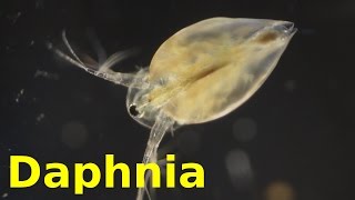 Daphnia [upl. by Einahpets]