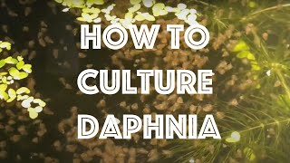 How To Culture Daphnia Magna [upl. by Deck]