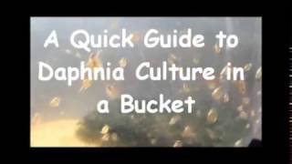 How to culture daphnia outside [upl. by Kinelski]