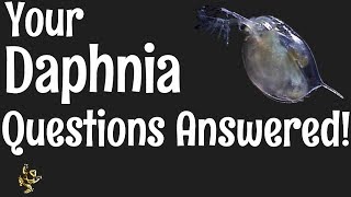 Daphnia Questions Answered [upl. by Halette787]