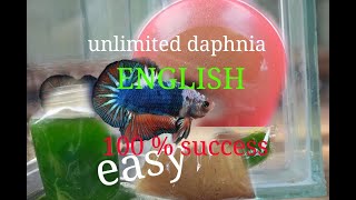 daphnia moina culture Easy way Unlimited production English  with sub Green water Chlorella [upl. by Flight557]