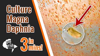 How to culture DAPHNIA MAGNA  The easy way [upl. by Elmer322]