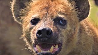 HairRaising Hyena Moments  BBC Earth [upl. by Schifra310]