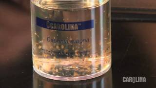 How to Care for Daphnia [upl. by Ellesig]