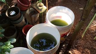 How to grow Green Water Algae [upl. by Ailongam]