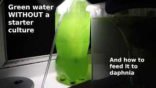 Green Water WITHOUT a Starter Culture  From Scratch  How To [upl. by Platus490]