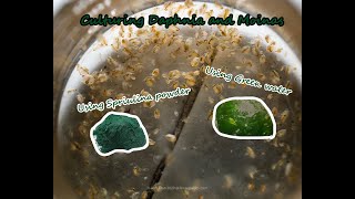 How To Culture Daphnia and Moinas using Green Water Spirulina powder [upl. by Byram125]