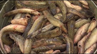 How to Fish for Burbot at Flaming Gorge [upl. by Azeret886]