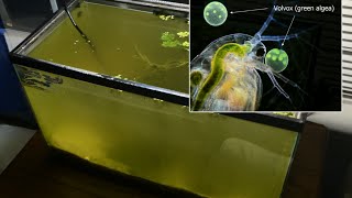 Raising Daphnia for the Freshwater Aquarium [upl. by Eitnom]