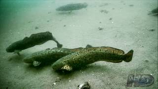 NeverBeforeSeen Burbot  Eelpout Underwater Spawning and Fishing [upl. by Fanechka]