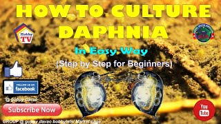 HOW TO CULTURE DAPHNIA In Easy Way [upl. by Nnasor]